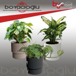 SERİNOVA VEGA SAKSI 3NO